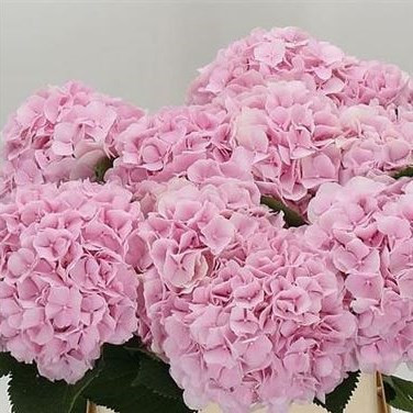 Hydr S Verena Pink 60 cm X5 (1/49)
