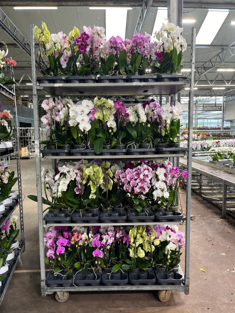 Phal A2 Vormen Mix 12/50