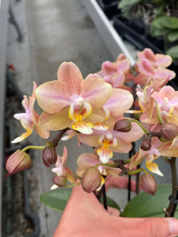 Phal 2-tak Aromio Fraguance Powdery 12/35