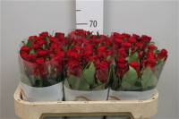 Rose Red Torch 70 sm