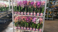 Phal 2-tak Yellow VG 12/35-55cm