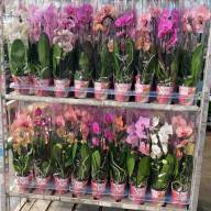 Phal 2-tak Yellow VG 12/35-55cm - IMG-1a8861eb0e96fa001f41ae404c28e66f-V