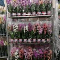 Phal 2-tak Yellow VG 12/35-55cm - 144076965_152123920_V_2