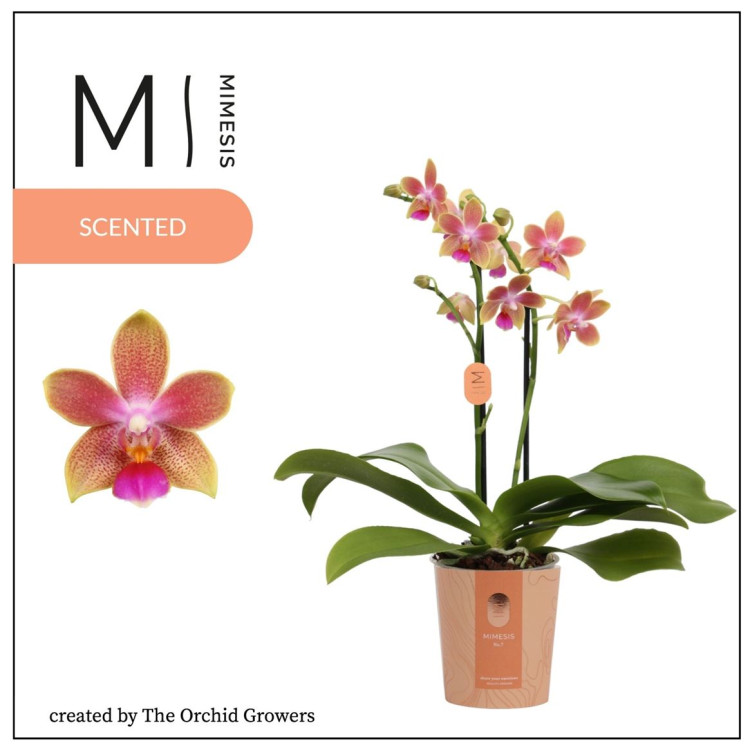 Phal 2-tak Morning Breeze 9/35