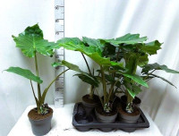 Alocasia Portodora 17/60
