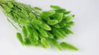 Lagurus Verde Chiaro 70 cm Holland