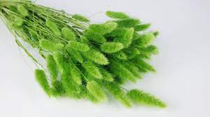 Lagurus Verde Chiaro 70 cm Holland