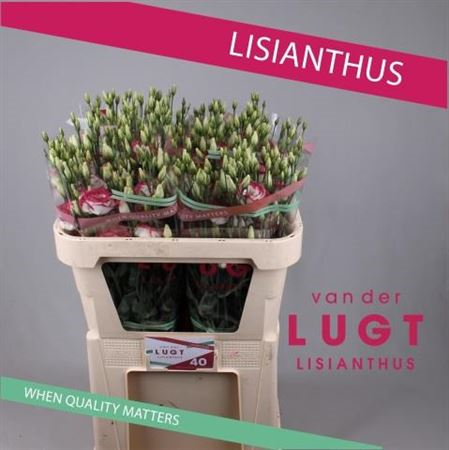Eust G Excal Hot Lips Van Der Lught
