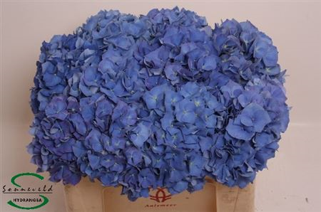 Hydr M Pimpernel