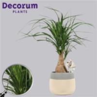 Beaucarnea Recht 12 Cm In Christa Crème (decorum)