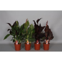 Canna Island 17cm Met Bloem Exclusieve Mix