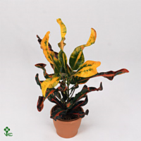 Codiaeum Mammi Vertakt