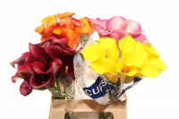 Zantedeschia Odessa 40 sm Holland