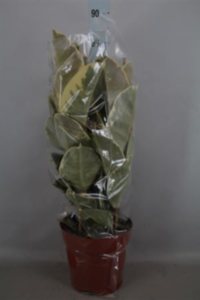 Ficus Elastica 'tineke'