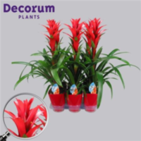 Guzmania Ostara Rood Luxe Keramiek (decorum)