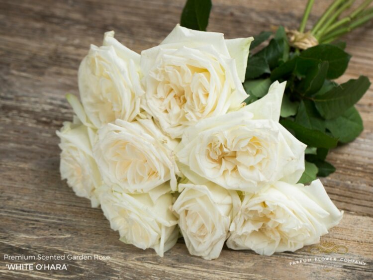 Rose White O Hara 50 sm