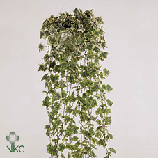 Hedera Shamrock 12/90