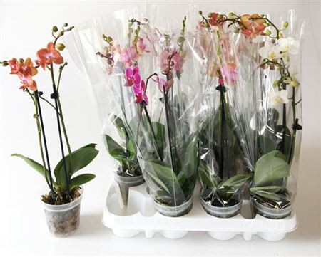 Phal A2 2-tak Orhids Mix 12/85