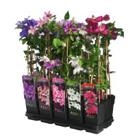 Klimplanten Gem 11/50