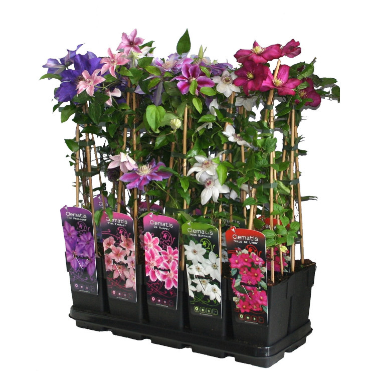 Klimplanten Gem 11/50