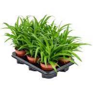 Chlorophytum Lemon 12/40 - Chlorophytum Lemon 12 40
