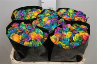 Rose Rainbow 75 sm