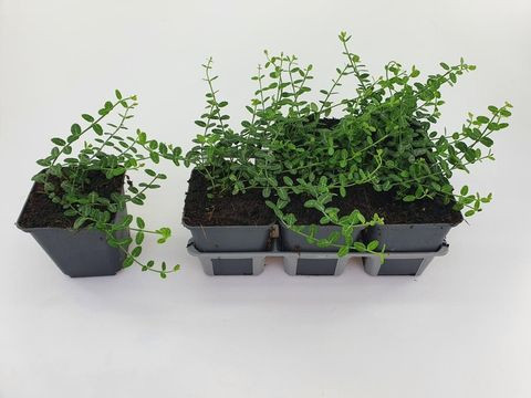 Euonymus Minimus 13/30