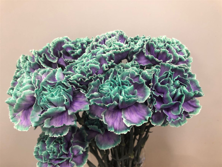 Dianthus Ibiza Holland Х10