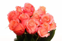 Rose Lady Margaret 70 sm