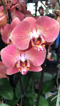 Phal 1-tak Dragon Heart 12/55
