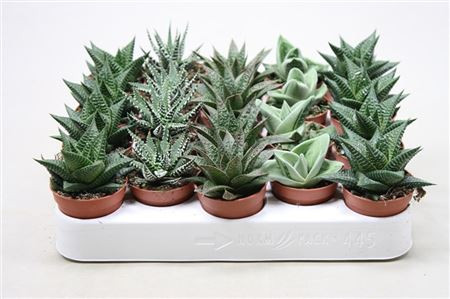 Aloe Mix Showdoos 505/8