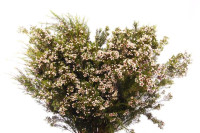 Chamelacium Majest Pink Х25