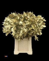 Quercus Gold