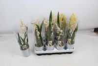 Oncidium Cherrey A2 12/55