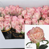 Rose Very Cute 50 sm