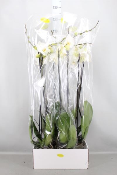 Phal 2-tak Ov Noonlip 12/60