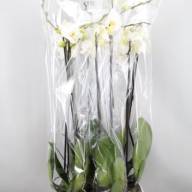 Phal 2-tak Ov Noonlip 12/60 - dc45b159-dca5-4552-853f-e031db84782f