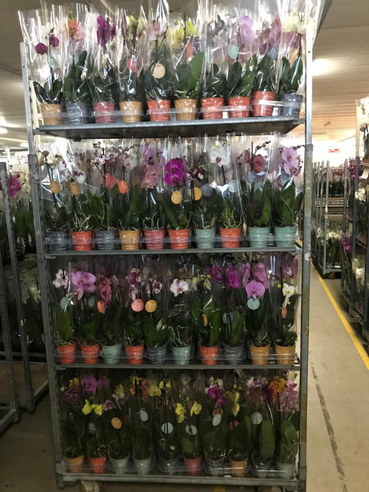 Phal 1-tak Authentic Mix 12/50
