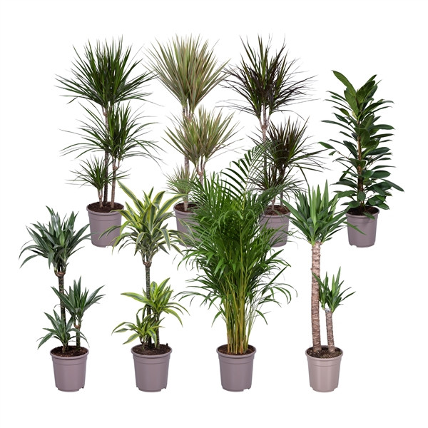 Kamerplanten Gem 13/20