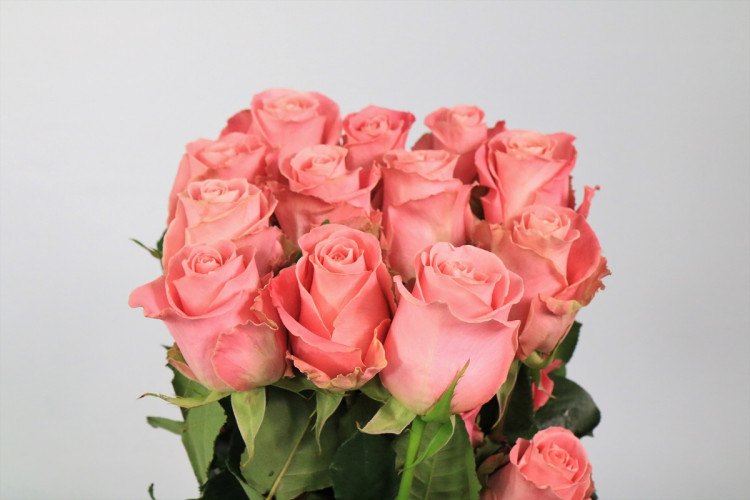 Rose Hermosa  60 sm