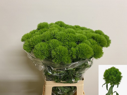 Dianhus Barb Green Queen Holland Х10