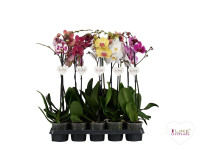 Phal 1-tak Levo Mix 12/80