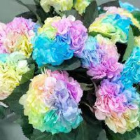 Hydr Z Pastel Rainbow X5 Holland