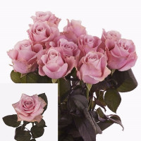 Rose Pink Avalanche 60 sm