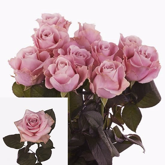 Rose Pink Avalanche 60 sm