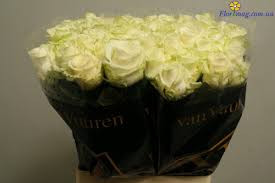 Rose Mandy 60 sm