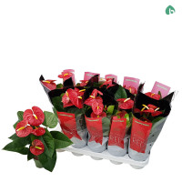 Anthurium Red Bull 12/45