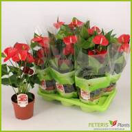 Anthurium Red Bull 12/45 - 604b47f4-926c-3d29-8e0d-c8920314f1f8 (1)