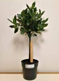 Laurus Nobilis 21/120