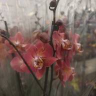 Phal 1-tak Dragon Heart 12/65 - IMG-20241104-WA0010